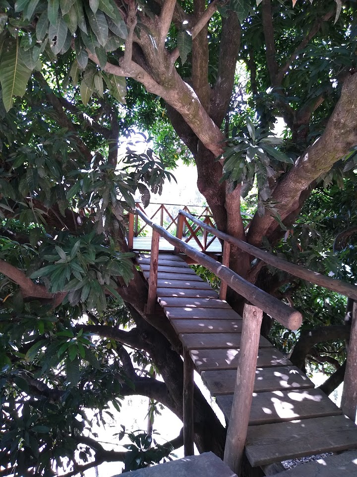 Wooden walkway leading up to a treehouse or elevated platform