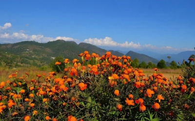 Meadow bursting with bright orange flowers and green hills beyond
