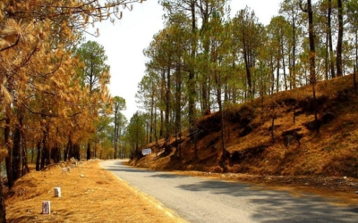 Winding road through a serene forest with golden autumn trees