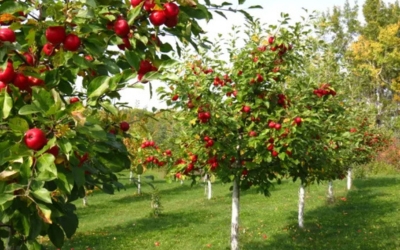 Fruit Orchards in Ramgarh