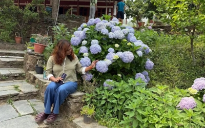 Lush, terraced garden with blooming hydrangeas and stone pathways