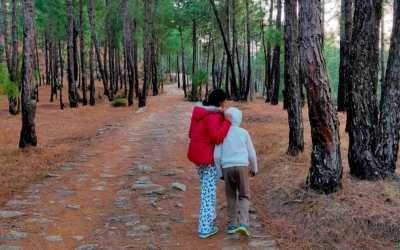 A scenic pathway through a pine forest
