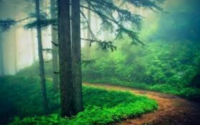 Misty, winding trail through a dense pine forest
